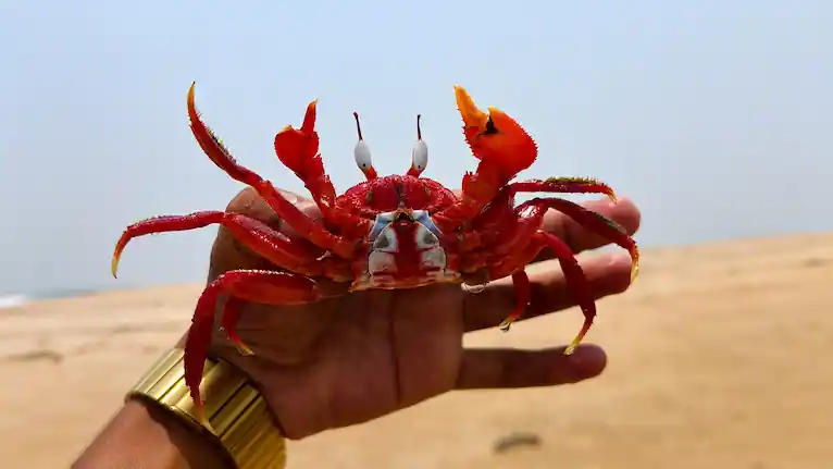 Close-up of a bright red crab held by a traveler at Bakkhali Sea Beach.