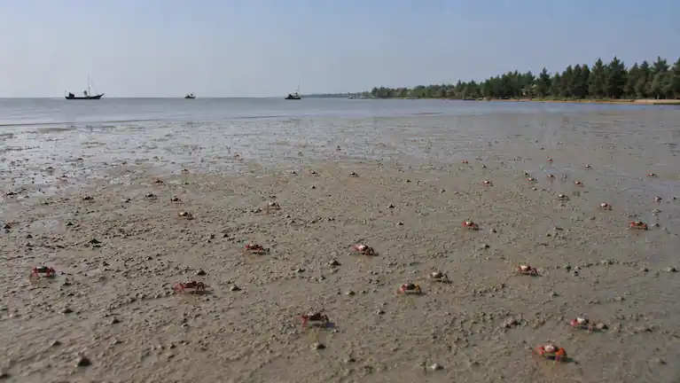Dozens of small red ghost crabs on the wet sand at low tide in Fraserganj.