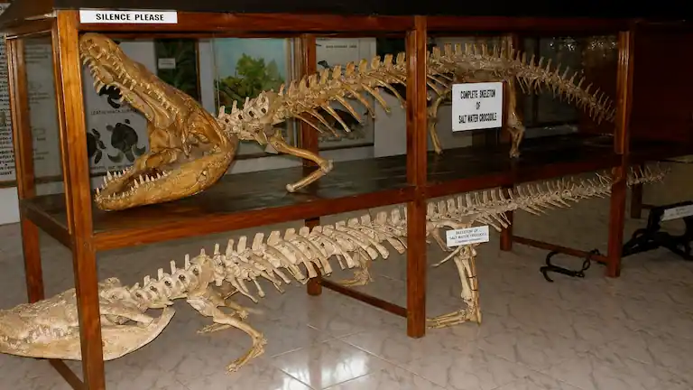 Saltwater crocodile skeletons on display at Bhitarkanika museum.