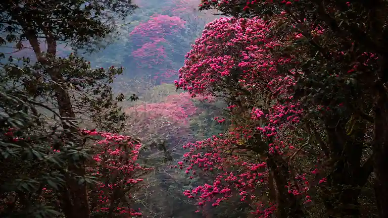 Full bloom red and pink rhododendron flowers in Barsey Rhododendron Sanctuary, Sikkim.