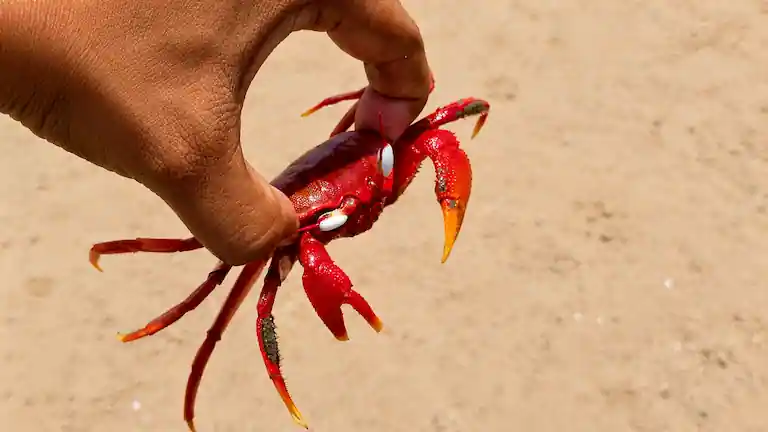 A bright red ghost crab held up on the sandy beach of Henry Island.