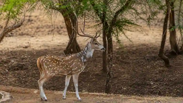 A spotted deer standing in a clearing at Joypur Forest Bankura.