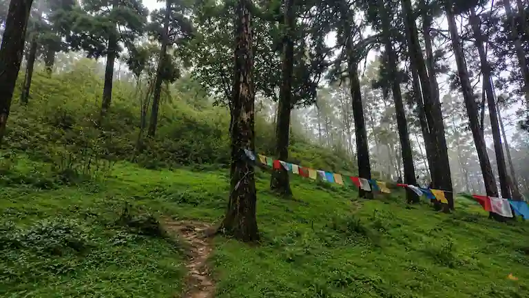 A dirt walking path through a green pine forest with colorful prayer flags in Lepchajagat.