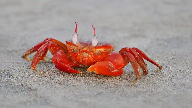 Vibrant red ghost crab on the sand at Talsari Sea Beach.