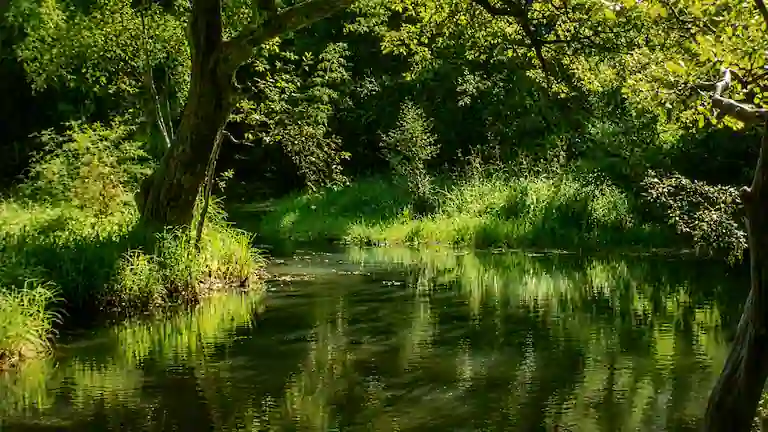 Narrow mangrove creek surrounded by thick green trees in Bhitarkanika.