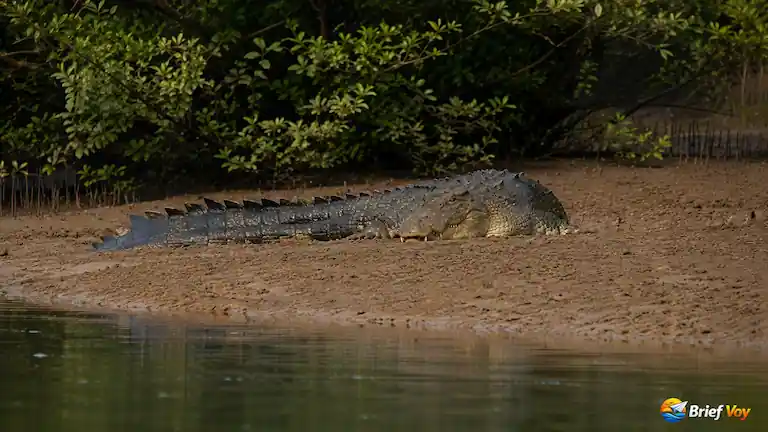 Bhitarkanika National Park: Boat Safaris, Costs & Booking