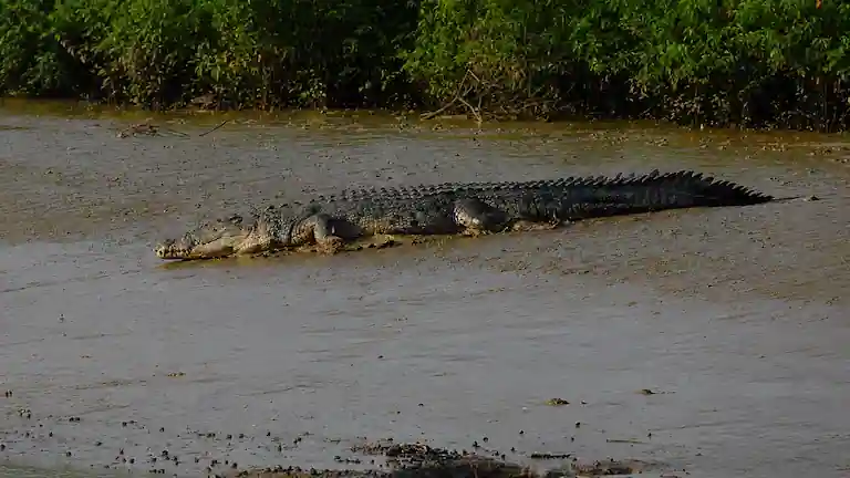 Estuarine crocodile resting on a muddy bank in Bhitarkanika.