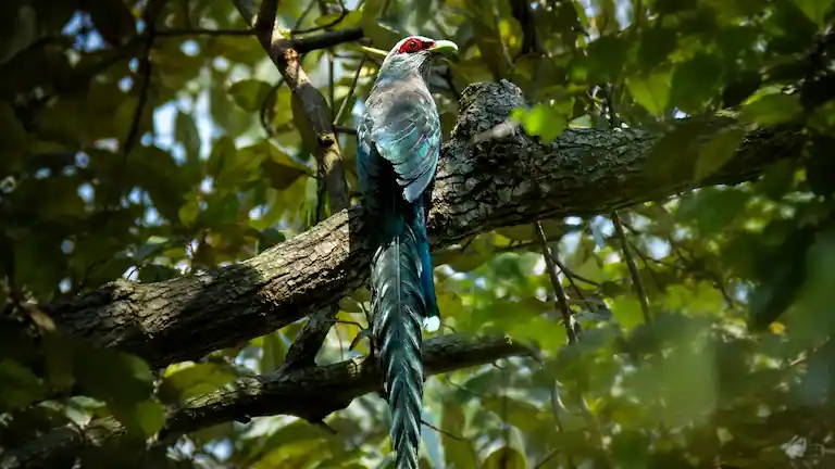 Green-billed Malkoha perched on a branch in Bhitarkanika National Park.