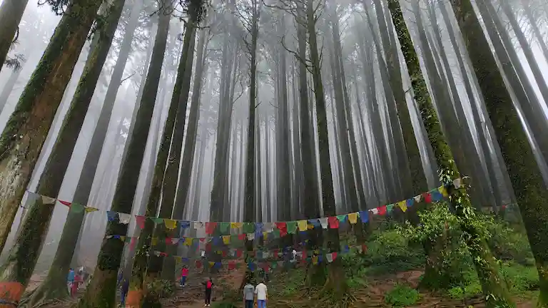 The misty pine forests of Lepchajagat, perfect for travelers seeking offbeat places near Darjeeling