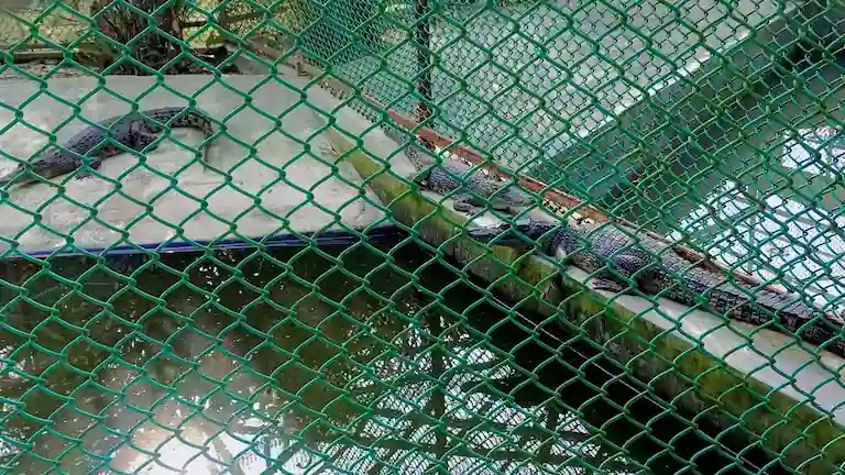 Young saltwater crocodiles resting beside water enclosures at Bhagabatpur Crocodile Breeding Centre.