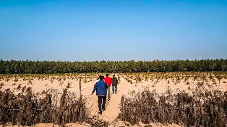 Tourists walking along the sandy trail lined with casuarina trees toward Chandipur Beach.