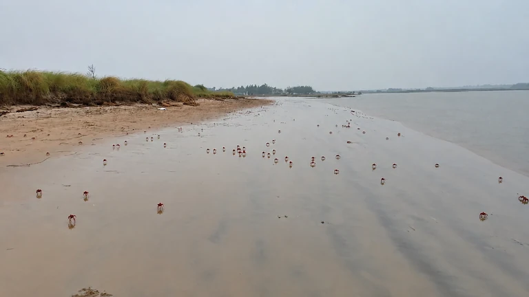 Red crabs on the Pichaboni River sand at low tide near Mandarmani.