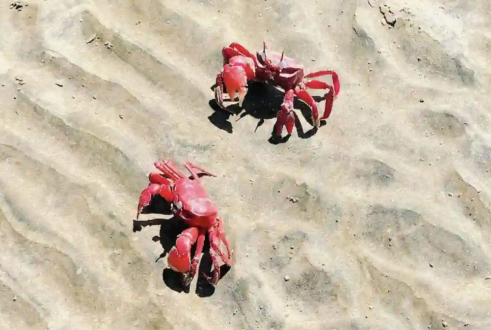 Red crabs on the wet sand near Udaipur Beach.