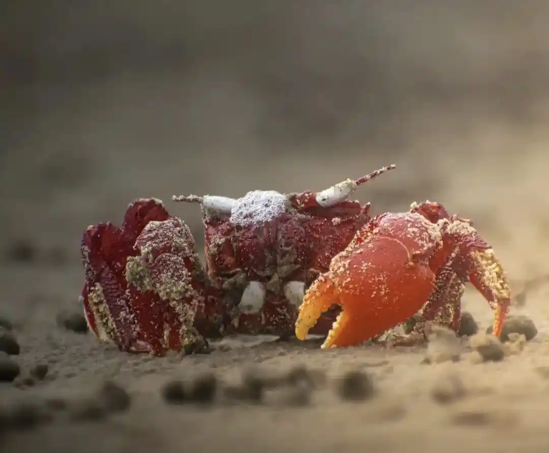 Close-up of a bright red ghost crab sitting on the sand at Pentha Sea Beach.
