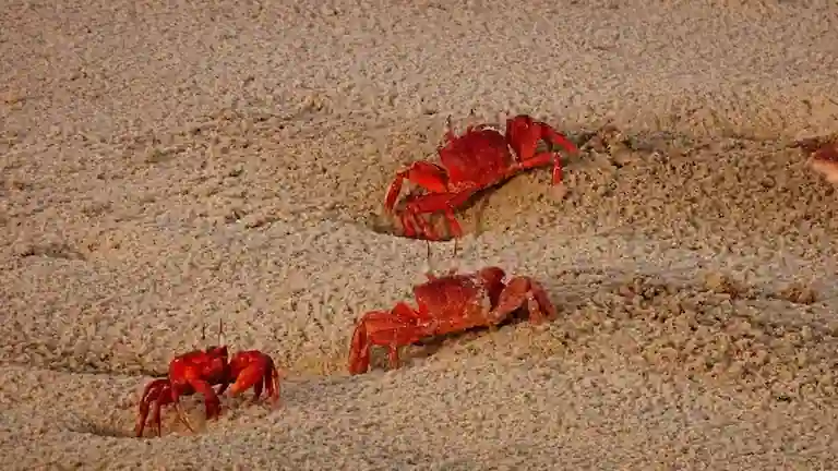 Close up of three bright red ghost crabs emerging from holes in the sand at Mandarmani.