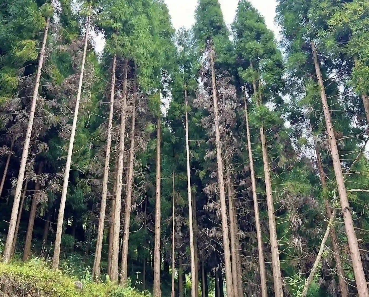 Tall pine and conifer trees along the hiking trail in Icche Gaon Kalimpong.