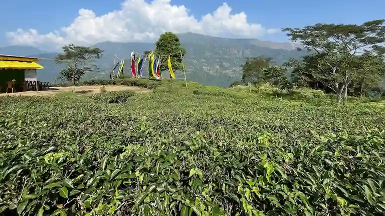 Colorful prayer flags over a green mountain plantation in Icche Gaon.