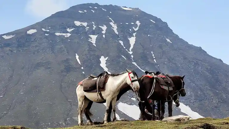 Saddled horses on a green mountain ridge during a summer trek in Lahaul Valley