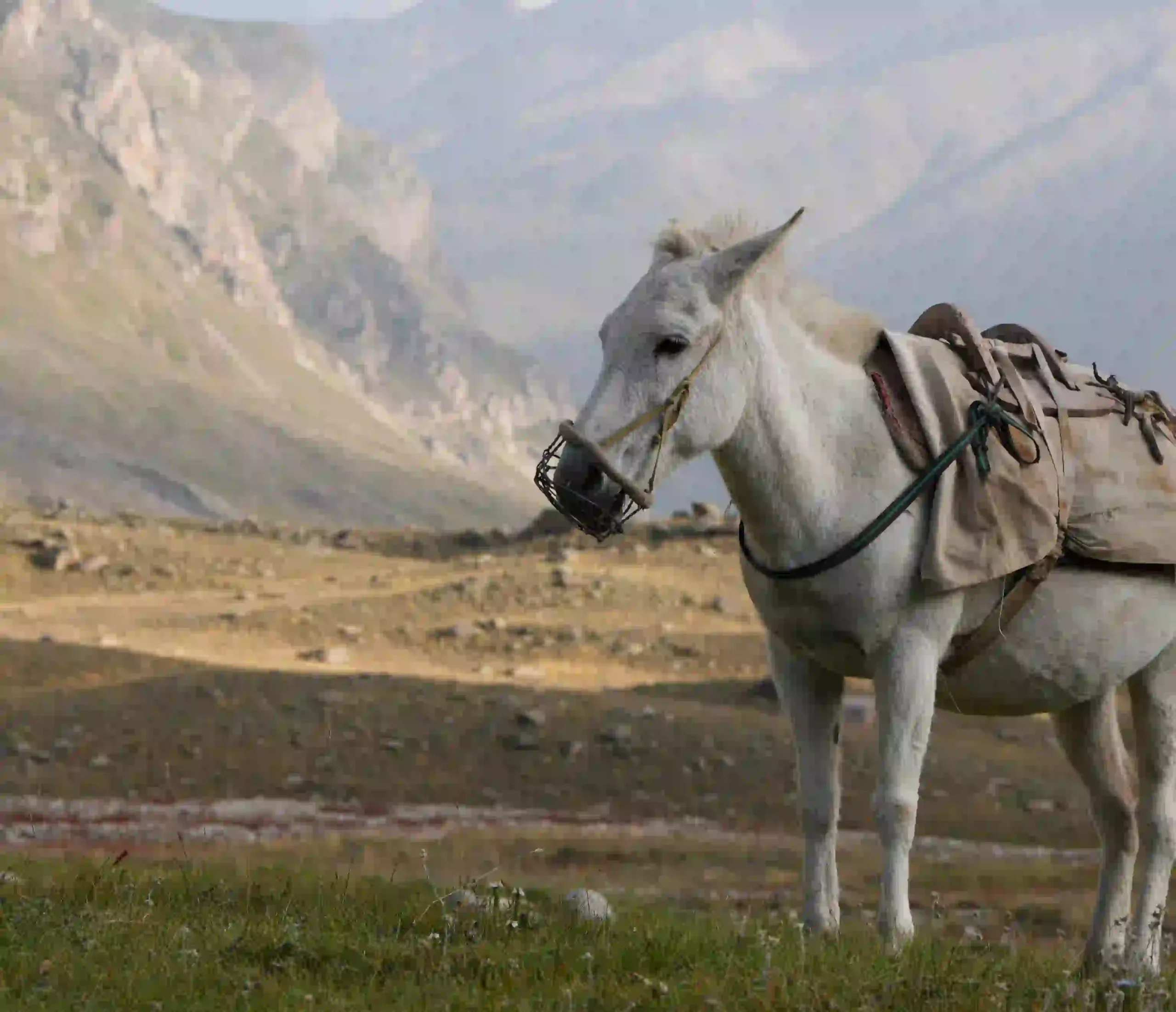 A pack mule carrying camping gear on the Miyar Valley trek in Lahaul.