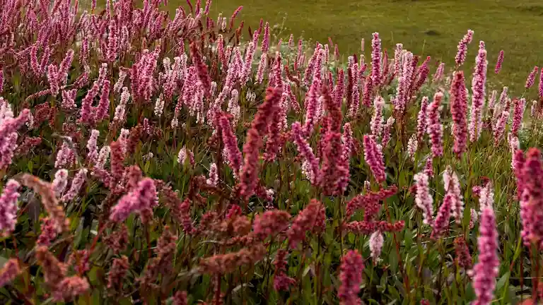 Dense pink alpine wildflowers blooming in a green meadow on the Miyar Valley trek.