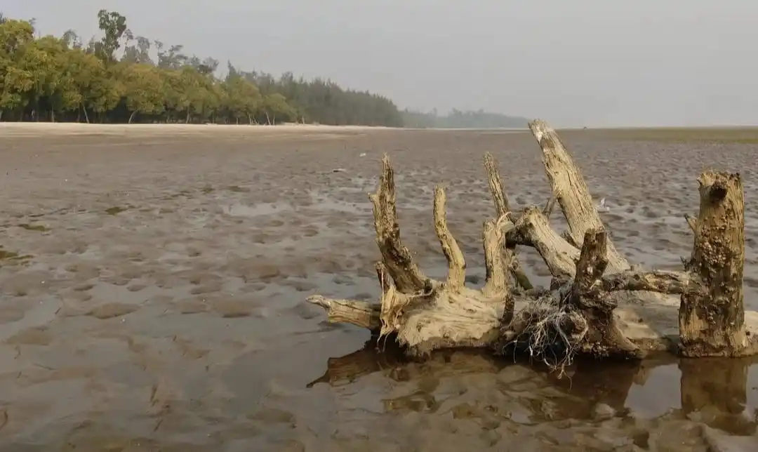 Driftwood on the muddy shoreline of the Rasulpur River estuary
