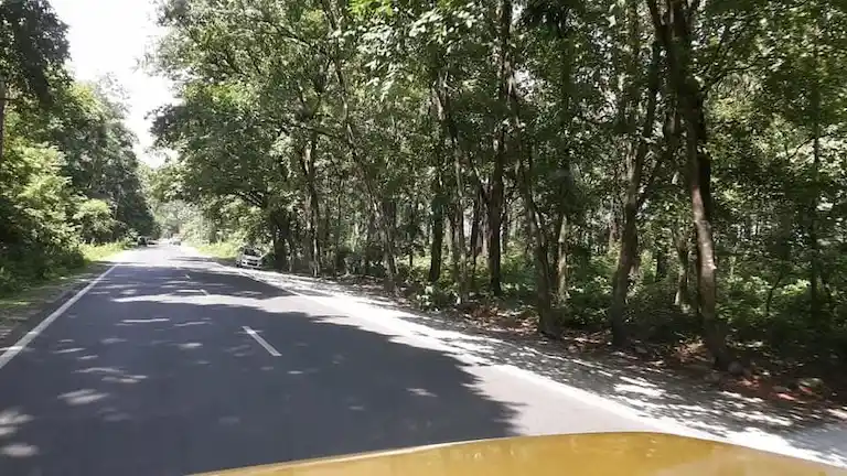 Smooth asphalt highway through green forest on the drive from Siliguri to Kalimpong.
