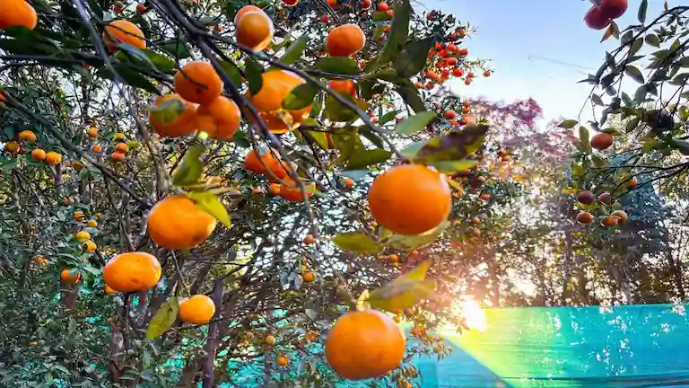 Ripe oranges growing on a tree in a Sittong village orchard.