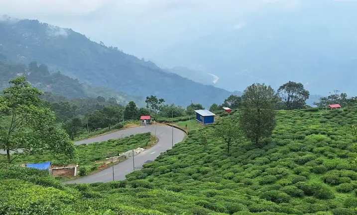 Paved mountain road winding through green tea gardens near Tinchuley.